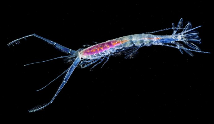 Hadal amphipod