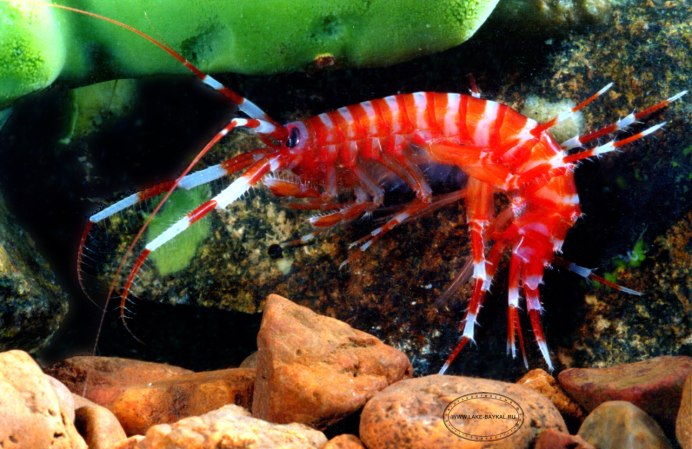 Черное море рачки бокоплавы