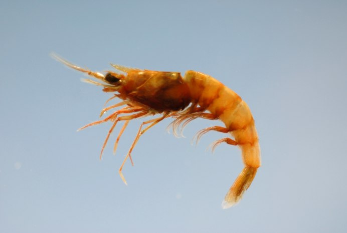 Astice europeo: European Lobster