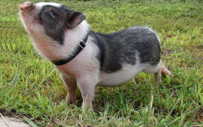 How big are the Mini Pigs?