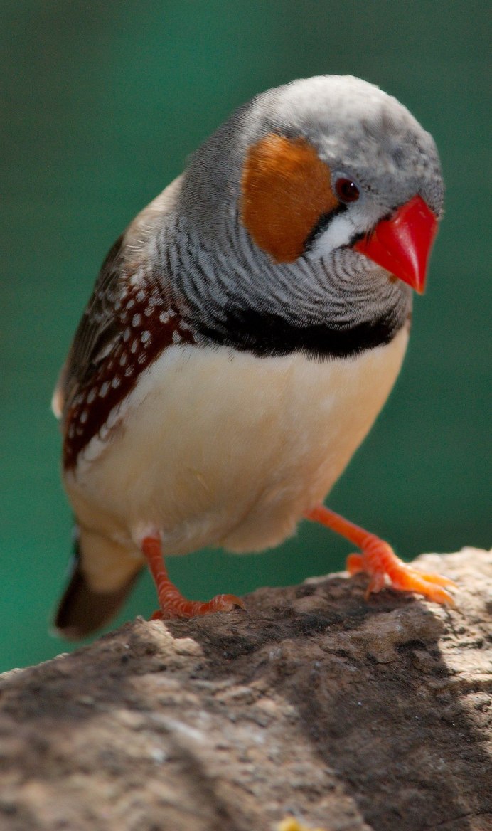 Японские амадины