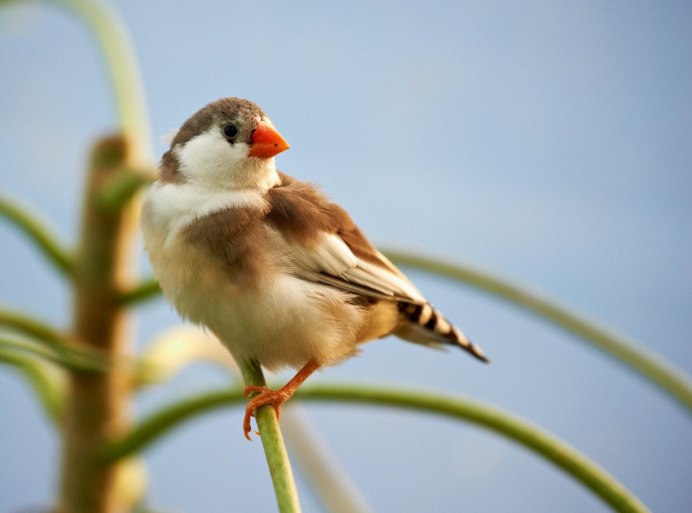 Little Yellow and Green Bird