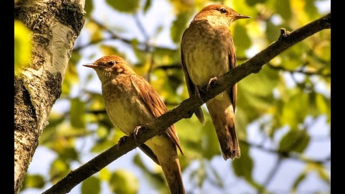 Серый Дрозд (Grey Catbird)
