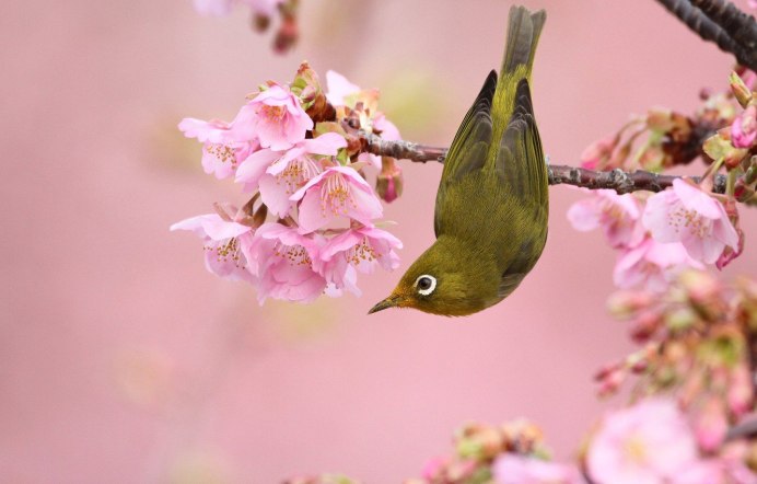 Robin Redbreast птица