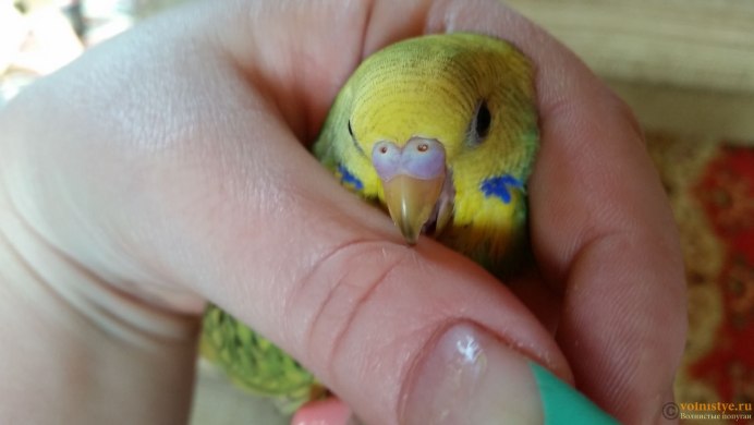 Попугай кусается