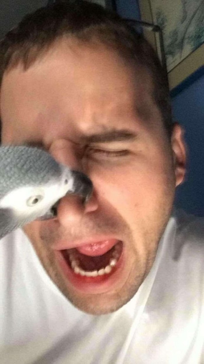 Волнистый попугай клюется