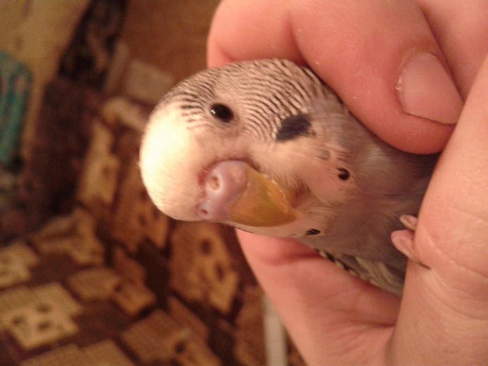 Член волнистого попугая