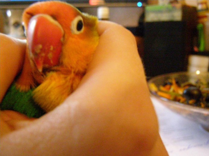 Черная восковица у волнистого попугая