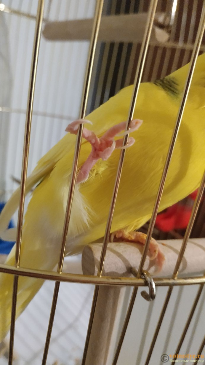 Укус волнистого попугая