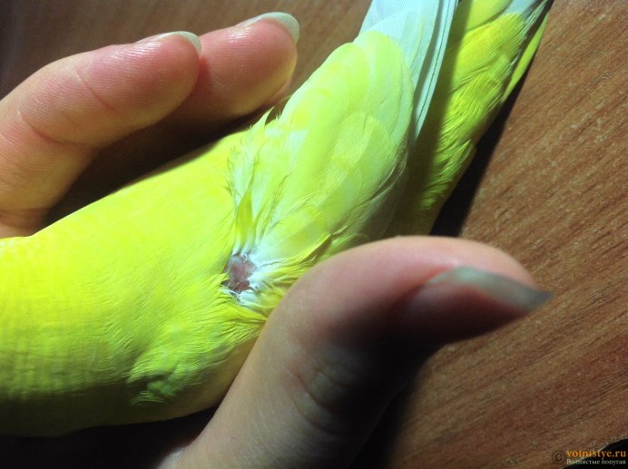 Укусил волнистый попугай