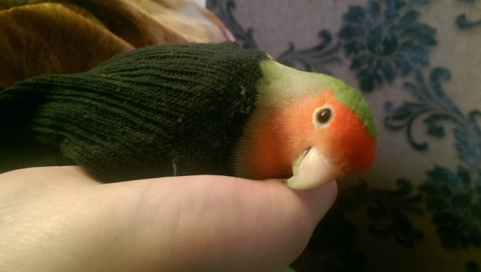 Пухопероед у волнистых попугаев