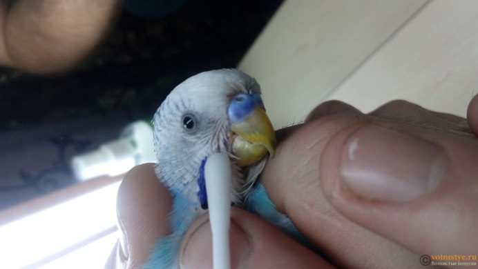 Приколы с попугаем