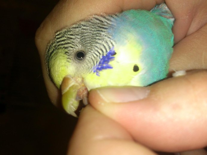 Черная восковица у волнистого попугая