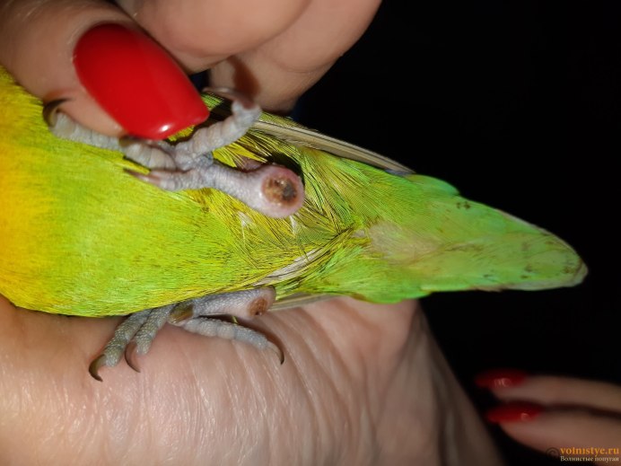 Лапа неразлучник