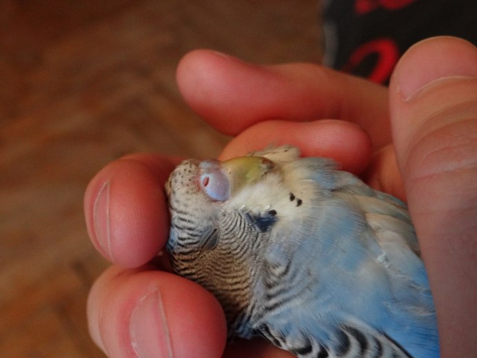 Попугай клюется