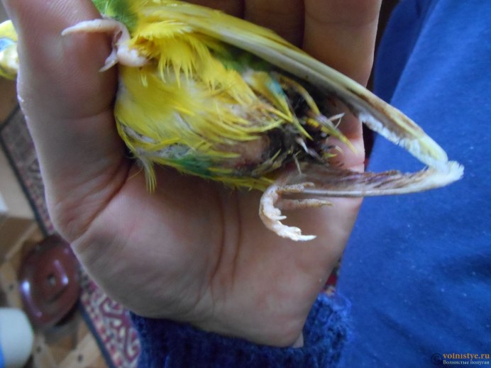 Корелла мальчик или девочка