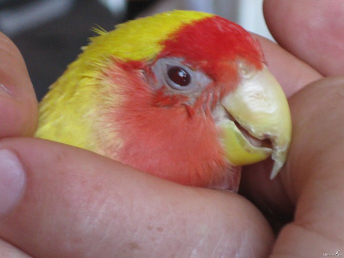 Кровоточат у попугая волнистого клювик