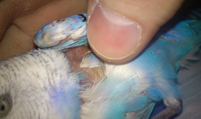 Перелом лапы у волнистого попугая