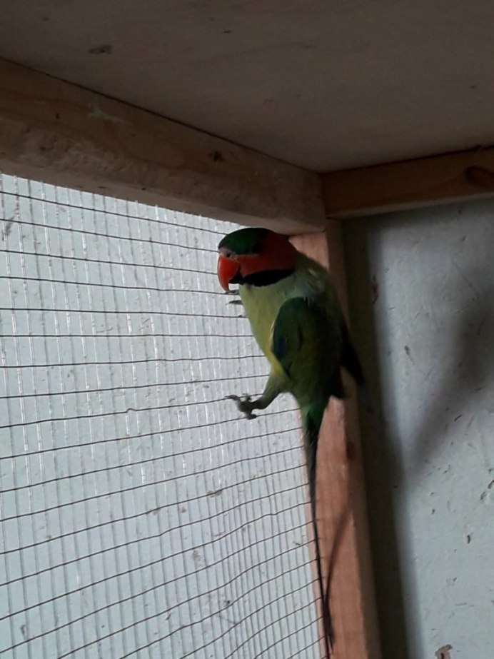 Попугай анфас