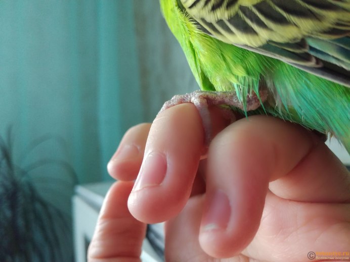 Попугай на ногтях