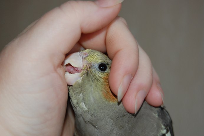 Попугай кусает