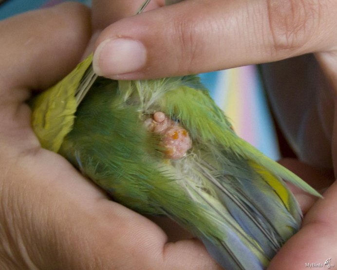 Глаза попугая неразлучника