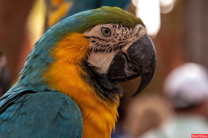 Укус волнистого попугая