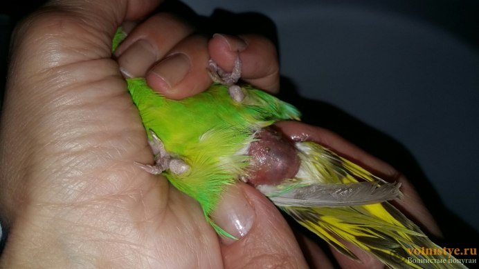У попугая наросты на восковице