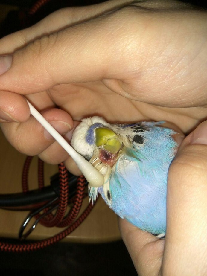 Пухоед у волнистого попугая