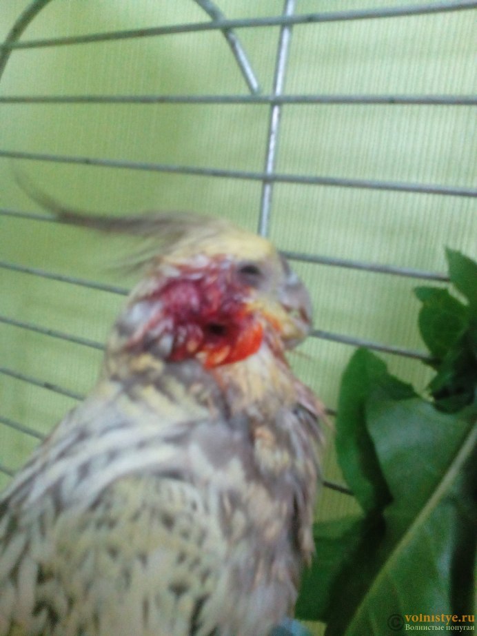 Член волнистого попугая