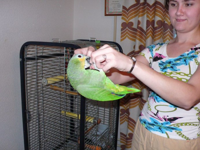 Растяжение крыла у попугая волнистого