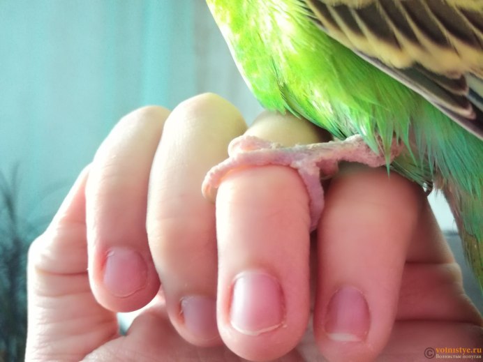 Носик у волнистого попугая