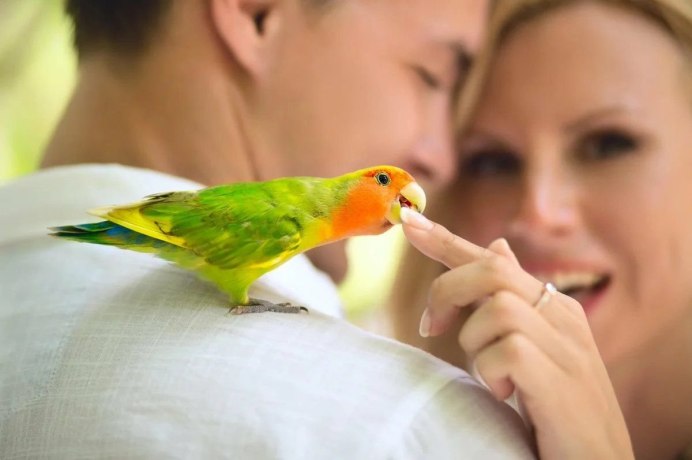 Попугай кусает