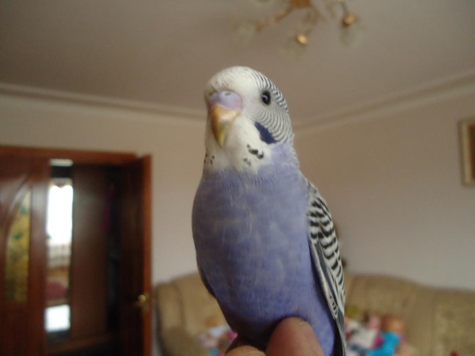 Мегабактериоз волнистых попугаев