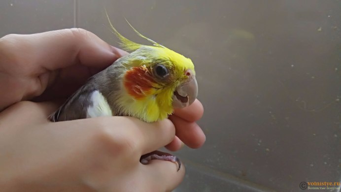 Укус волнистого попугая