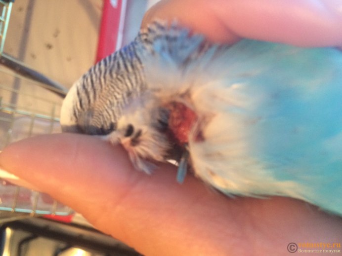 Перуанские попугаи