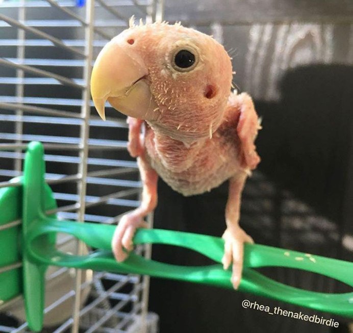 Попугай с прической