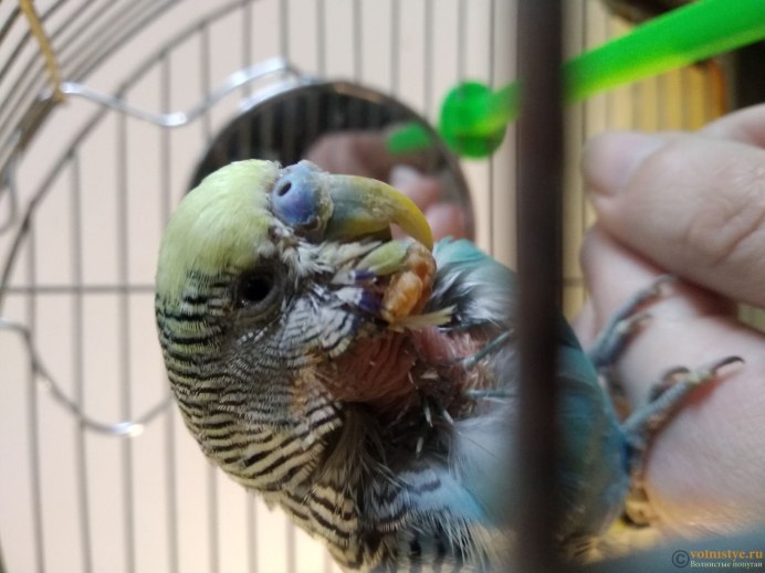 Разводчики попугаев