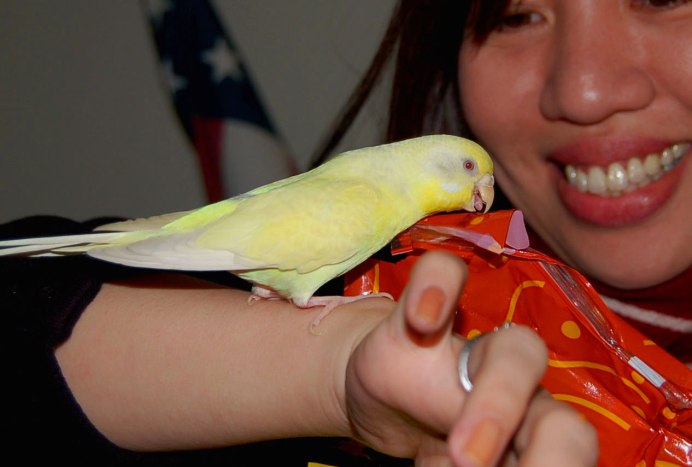 Волнистый попугай кусается