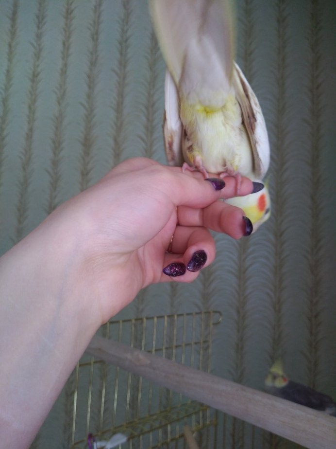 Укус волнистого попугая