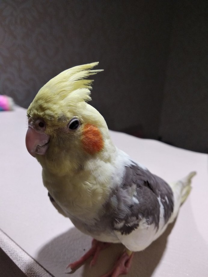 Какарик лапы