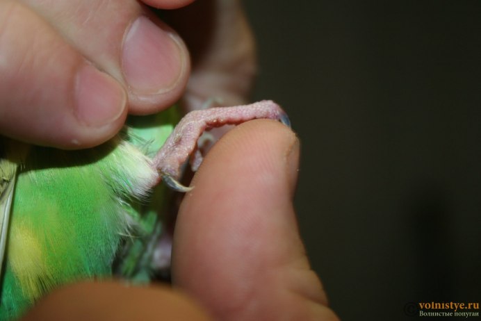 Корелла Монтана