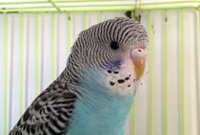 Птицы для детей