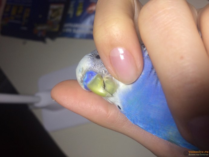 Хламидиоз (орнитоз/пситтакоз птиц)