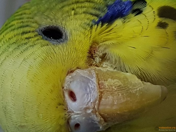 Покусанные попугаями
