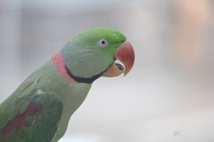 Чесоточный клещ (Кнемидокоптоз)