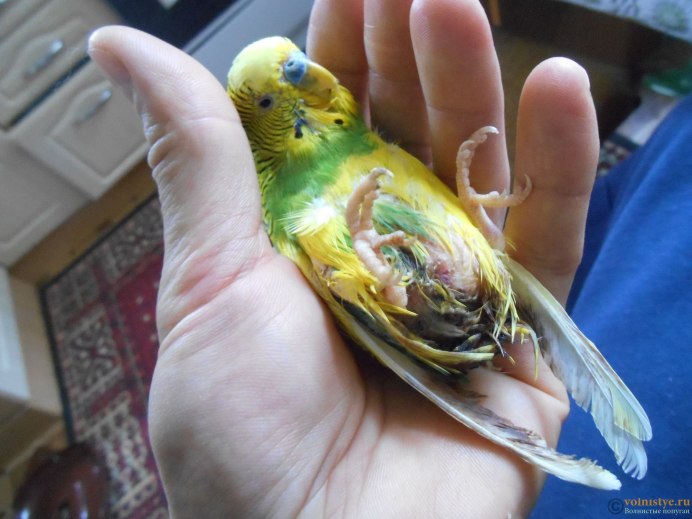 Укус попугая волнистого попугая