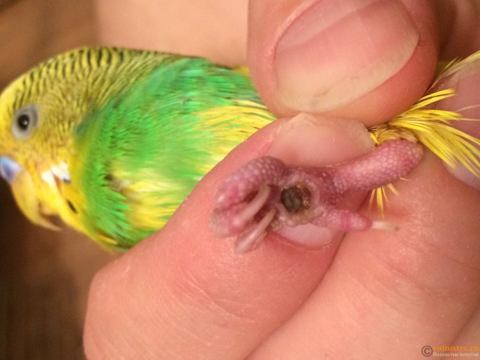 Волнистый попугайчик кусается