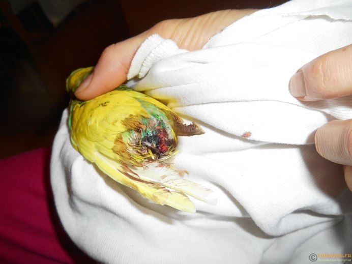 Блохи у попугаев волнистых