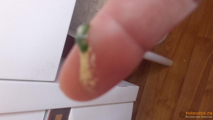 Волнистый попугай клюется